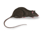 Small Image of Black Rat (Rattus rattus) | Rentokil China