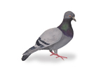 Image of Feral Pigeons (Columba livia) | Rentokil China