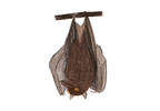 Image of a Bat | Rentokil China