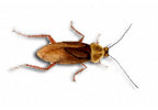 Image of American cockroach (Periplaneta americana) | Rentokil China