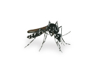 Image of Aedes mosquito (Aedes aegypti) | Rentokil China