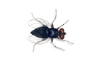 Image of Bluebottle or Blowfly (Calliphora vomitoria) | Rentokil China