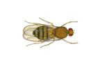 Image of Vinegar fly (Drosophila melanogaster) | Rentokil China