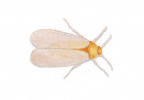 Image of White fly (Drosophila melanogaster) | Rentokil China