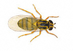 Image of Yellow Swarming fly (Thaumatomyia notata) | Rentokil China