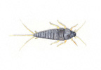 Image of Silverfish (Lepisma saccharina) | Rentokil China