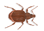 Image of Garden weevil (Phlyctinus callosus) | Rentokil China